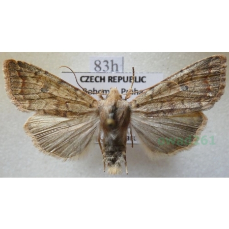 Agrochola circellaris (Hufnagel, 1766) Źrenicówka rudawka Czech83h
